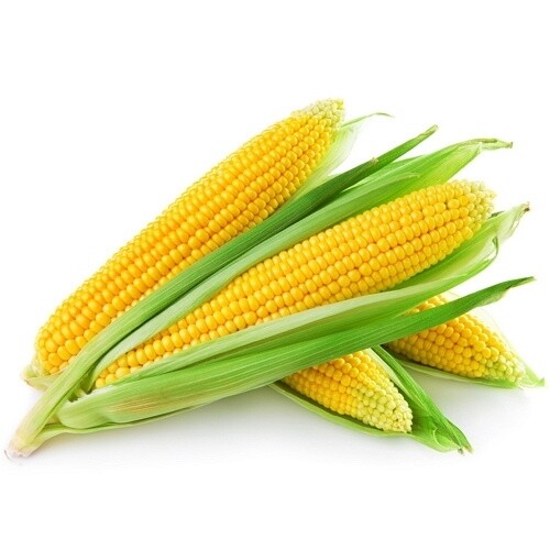 Fresh Yellow Corn, 4 Pack | Kosher Kingdom Miami